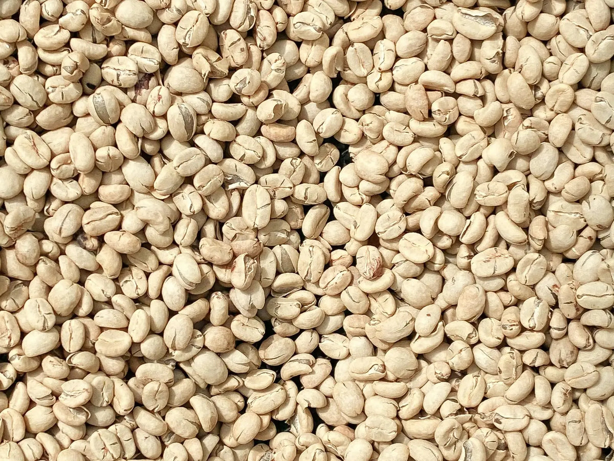 Washed-Kaffee: helle, saubere Bohnen ohne Fruchtreste