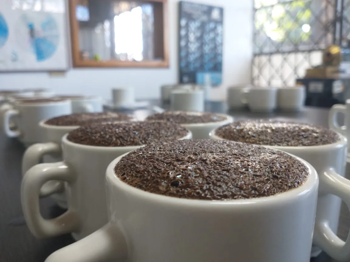 Tassen bei einer Verkostung von kolumbianischem Kaffee